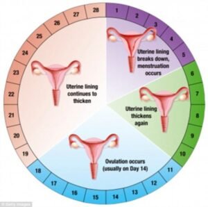 The 4 Phases Of The Menstrual Cycle